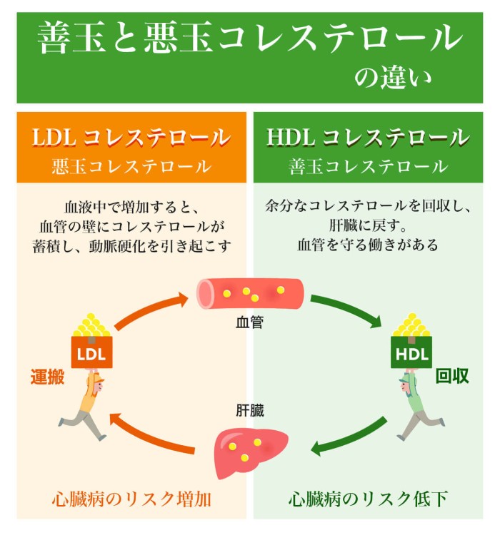 コレステロール値とは